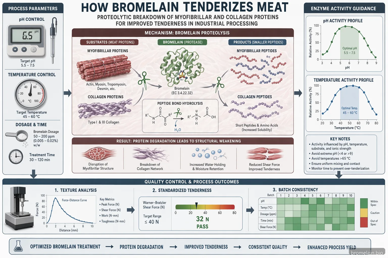bromelain supplier guide for meat tenderization, pH-temperature-dosage diagram linking protein breakdown to QC checks