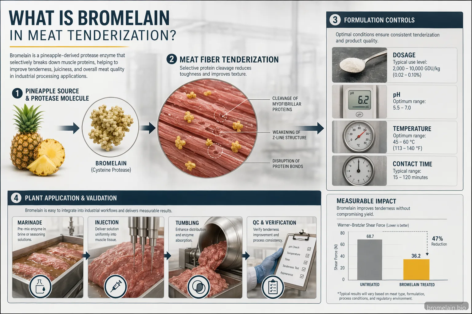 what is bromelain meat tenderization infographic showing pineapple enzyme, dosing controls, and QC checks